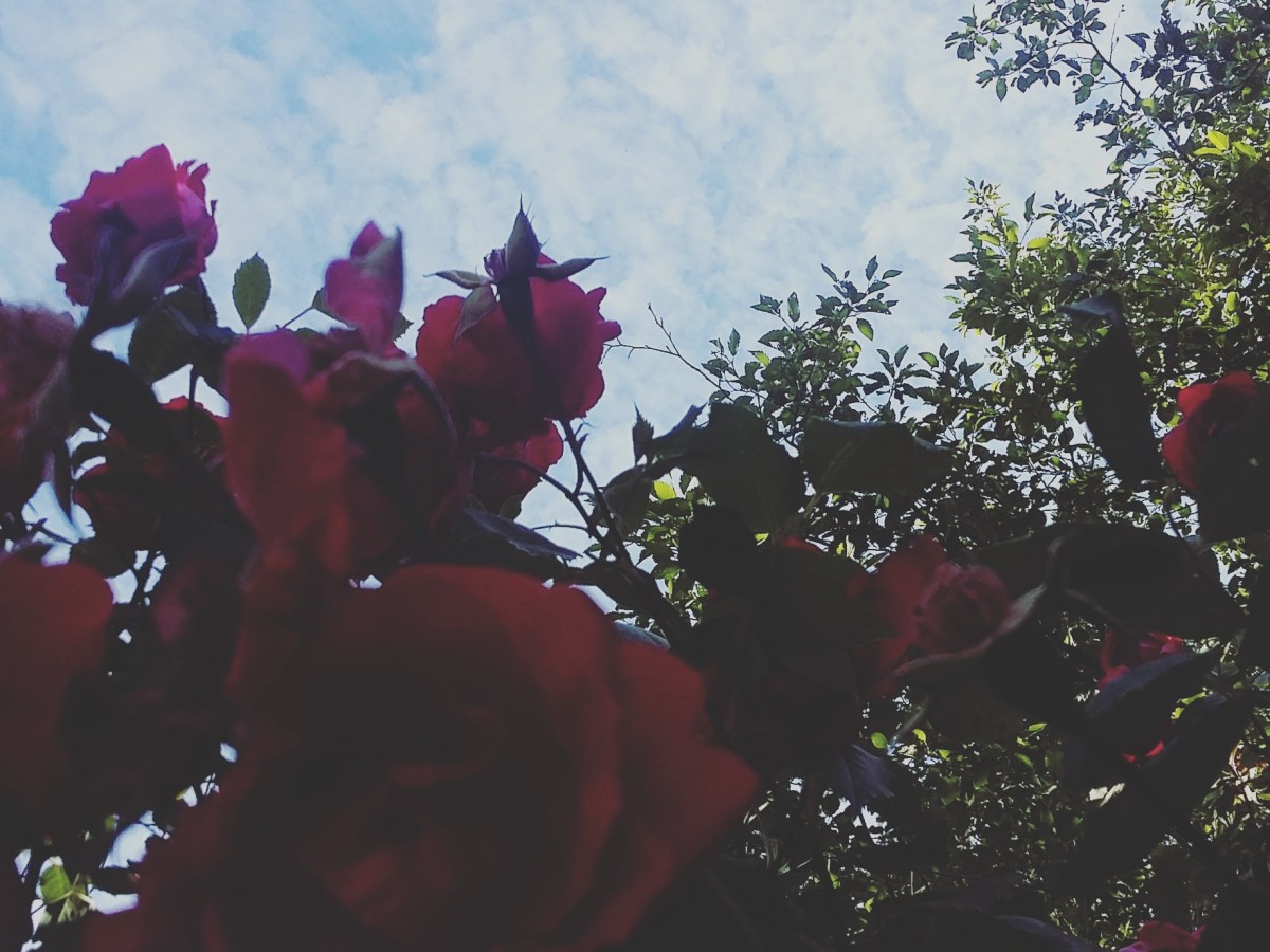 Reciprocal recognition as resistance: reading Leanne&nbsp;Simpson